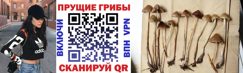 Псилоцибиновые грибы ЛСД закладка Евпатория